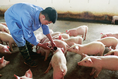 Tiêm vaccine phòng bệnh cho đàn lợn giống